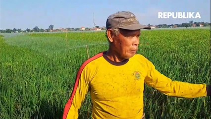 Cara Unik Petani Usir Burung, Tutupi Sawah dengan Jaring