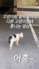 고양이랑 말싸움 하다가 혼남