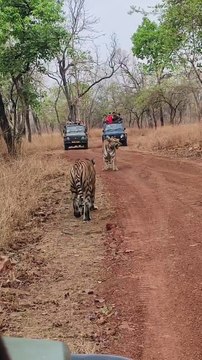 See the tiger pair in mating time. #wildlife #tiger #shortsreels