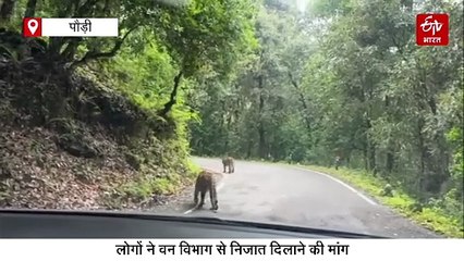 पौड़ी वासी सावधान! दिनदहाड़े सड़क पर घूम रहे दो गुलदार, इस रूट पर बरतें सावधानी