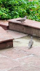 Enjoy this charming moment captured in the heart of the city!  #PigeonWatch #SquirrelVibes #ParkAdventures #NatureLovers #CityWildlife #AnimalMagic #UrbanJungle