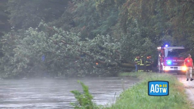 L'enorme albero che è caduto nel Milanese e ha schiacciato una donna di 63 anni che passeggiava