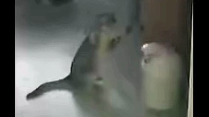 Trending Funny Cats Videos 🐱