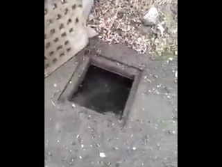 Amazing Fish Spotted in Sewer System! 🐟