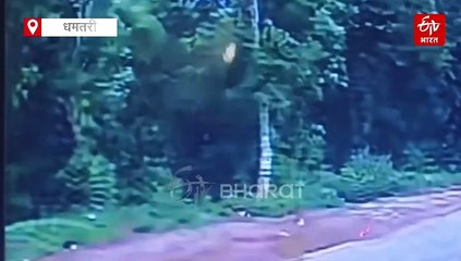 धमतरी में दिखा तेंदुआ, उठाकर ले गया कुत्ता, बाघ और हाथी भी घूम रहे