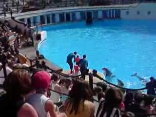 Danse avec les dauphins