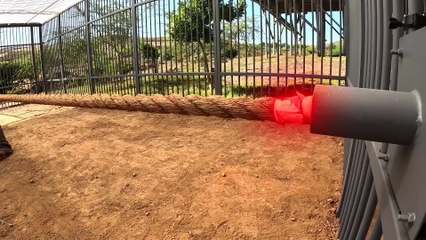 World's Fastest Car Vs Cheetah!