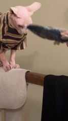 Sphynx Cat Allows Owner's Son to Pet Him Only Using Toy Fish