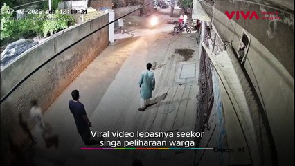 Detik-detik Singa Lepas Berkeliaran, Terkam Bocah