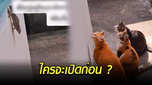 เมื่อแมวที่บ้านประจันหน้าตุ๊กแก เอาไงใครจะเปิดก่อน ?