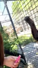 Une boxeuse russe a fait fumer un orang outan en voie de disparition