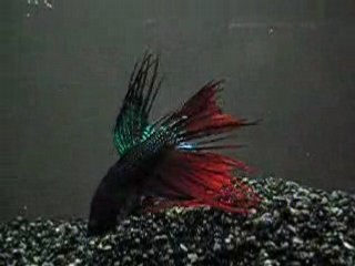 Poisson Combattant (du Siam) ou Betta Splendens