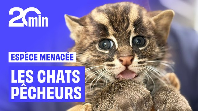 Mignons mais menacés : Les chats pêcheurs du zoo de La Flèche