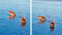VIDEO: Capybaras in gefrorener Lagune in Argentinien während Kältewelle eingeschlossen
