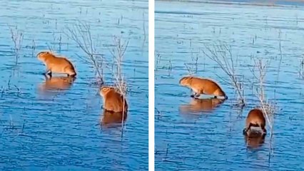 VIDEO: Capybaras Trapped in Frozen Lagoon During Argentine Cold Snap