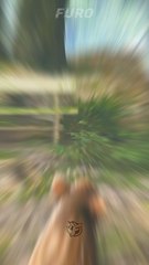 This Cozy Game Will Melt Your Heart (and Nose!) - Adorable Adventures! 🐗