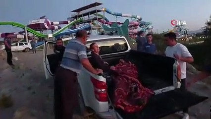 Antalya Valiliği'nden Hayvanat Bahçesinden Kaçan Aslana İlişkin Açıklama