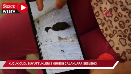 Küçük Cudi, büyüttükleri 2 ördeği çalanlara seslendi: Bebekliklerinden beri bakıyorum, lütfen getirin