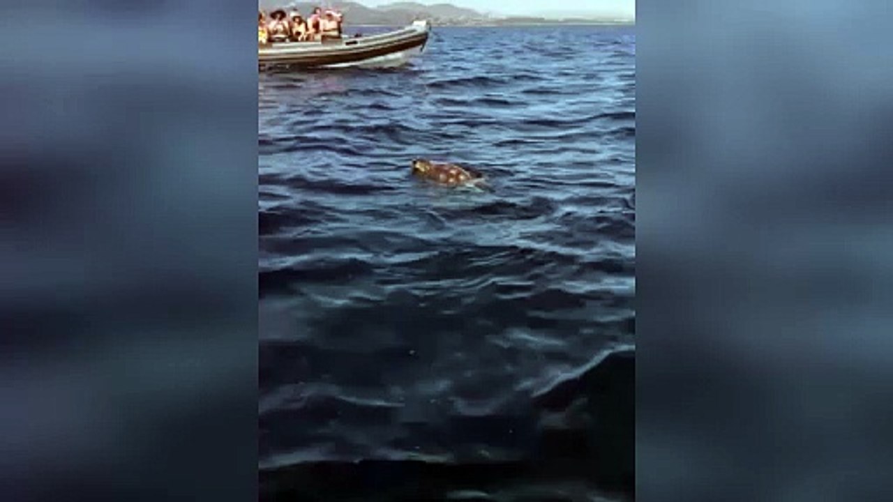 L'elica di una barca le spacca la testa, ma la caretta caretta "concheferru" sopravvive