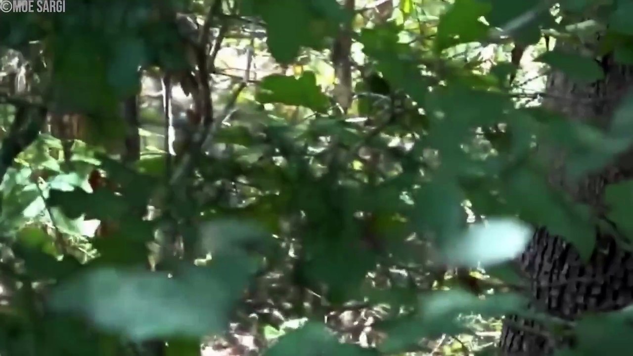 30 Actual Bigfoot Sightings Captured on Camera