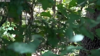 30 Actual Bigfoot Sightings Captured on Camera