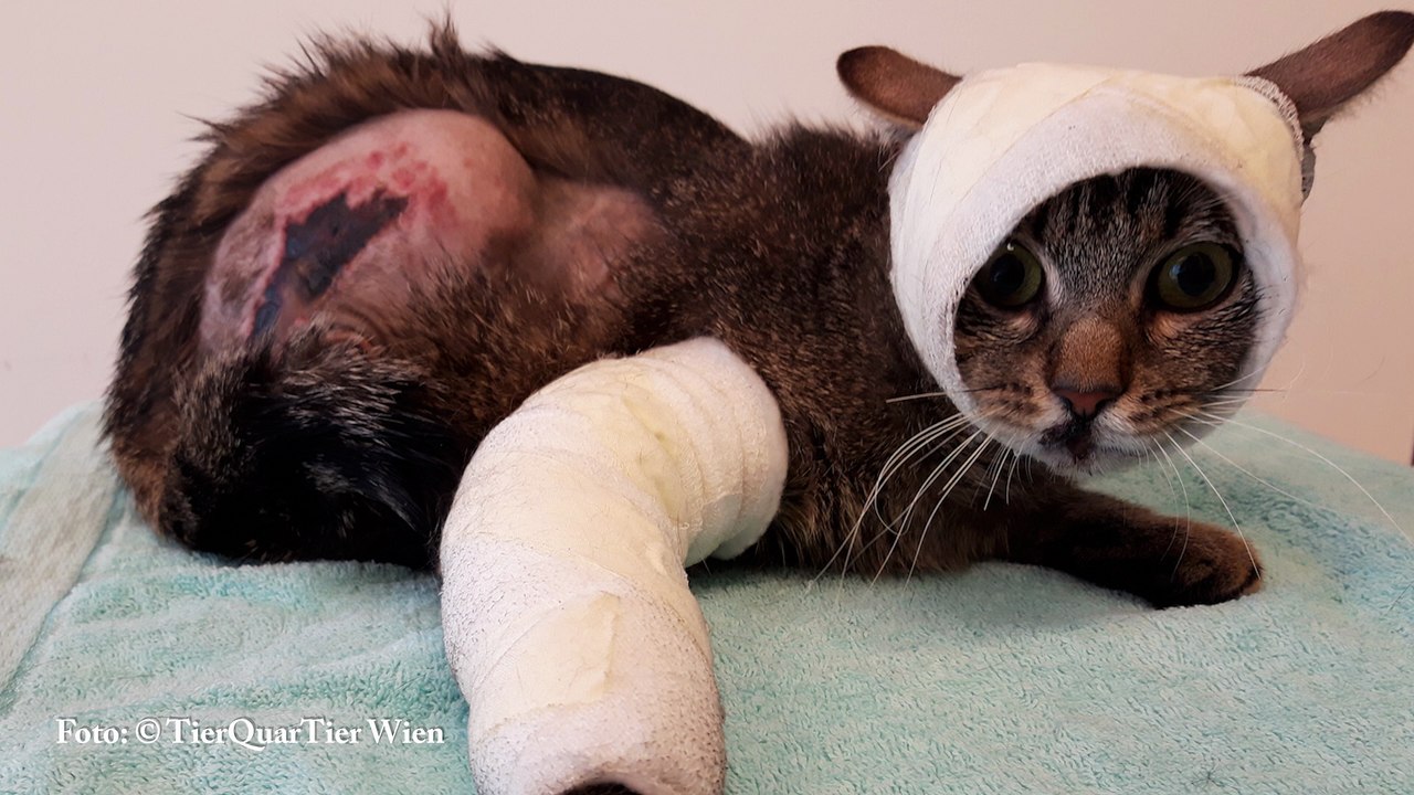 TierQuarTier Wien schlägt Alarm: Katzenelend nimmt dramatisch zu