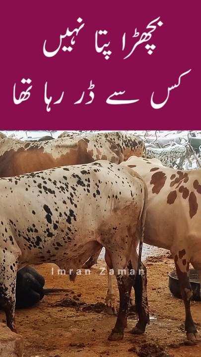 BACHRA Pata Nahi Kis se DAR Raha Tha😱