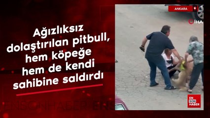 Ankara'da ağızlıksız dolaştırılan pitbull, hem köpeğe hem de kendi sahibine saldırdı