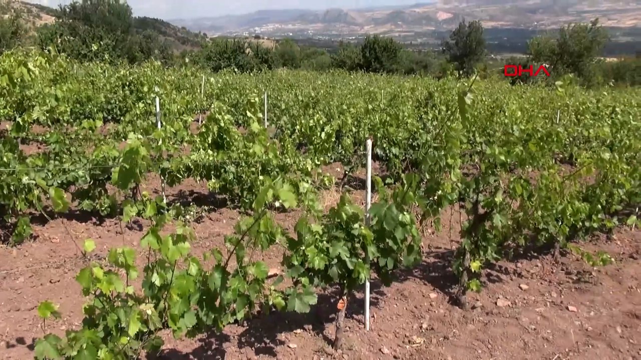Tokat'taki bağlardan 1 ton yaprak çalındı; köylüler nöbete başladı