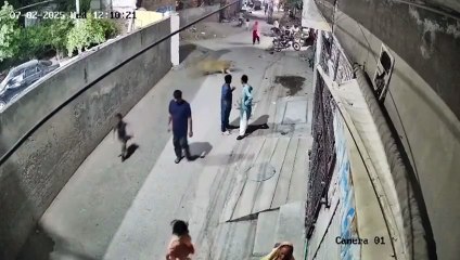 VÍDEO: Leão de estimação foge e ataca mulher e duas crianças