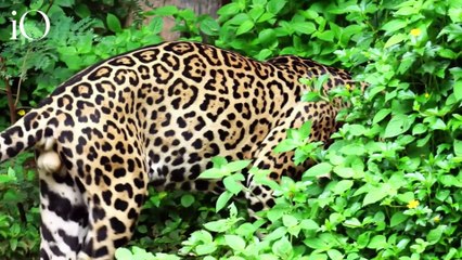 Come ascoltare il messaggio segreto dei sogni