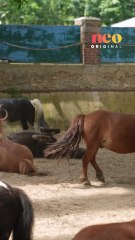 Plumes est un chanteur pour animaux. Pour neo, il interprète sa chanson « Flou » à des poneys. 🐴🎸