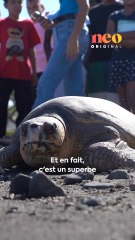 Cette tortue retrouve la liberté après avoir été soignée pendant 6 mois ! 🐢🌊