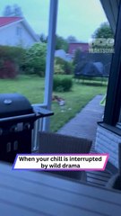 Fox vs Rabbit Brawl Erupts—Until This Guy Jumps In