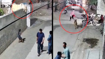 Un león doméstico se escapa y ataca a una mujer y a sus hijos en Lahore
