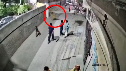 Un león domestico escapa en Pakistán y ataca a tres personas en plena calle