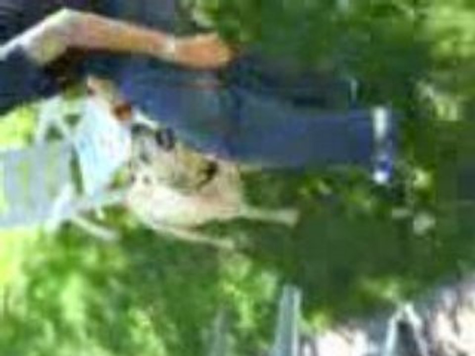 Régis joue avec son chien