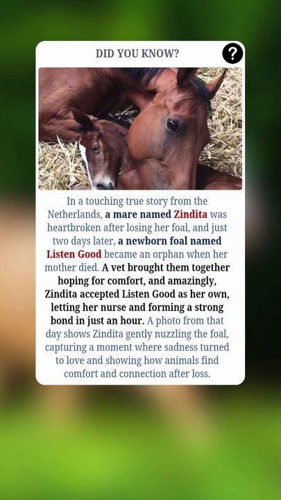 Grieving Mare Finds New Purpose with Orphaned Foal! 🐴❤️🍼