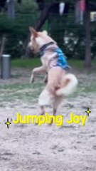 #Jumping #Joy