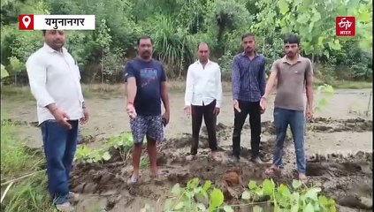 फसलें की तबाह, पेड़ उखाड़ा, खेत उजाड़े... वन्य प्राणी विहार से निकल गांव में आये हाथियों के झुंड ने मचाया उत्पात