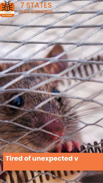 Rodent Control in Melbourne – Safe, Fast & Guaranteed by 7 States Pest Control