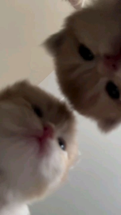 let me see, funny cats videos