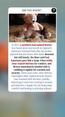The Orphaned Foal Who Found Comfort in a Teddy Bear🐴🧸❤️