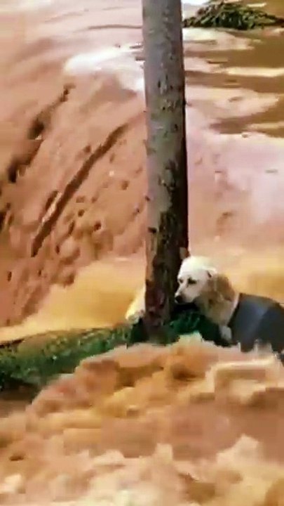 Texas Flood Crisis: Animals Struggle To Survive