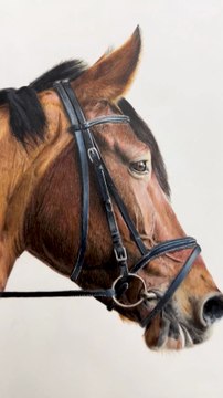 Dessin réaliste d’un cheval réalisé avec les crayons de couleur