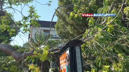 Andria: grosso ramo d'albero si spezza e precipita su totem pubblicitario