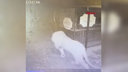 Hayvan parkından kaçan aslanın kafesten kaçma anı güvenlik kamerasında