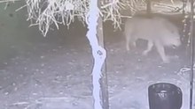 Aslanın kafesten kaçma anı güvenlik kamerasında