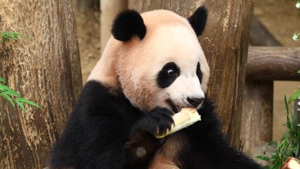 [기업] 에버랜드, 쌍둥이 판다 두 돌 생일잔치 열어 / YTN