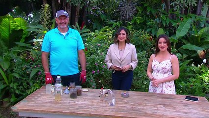 bd-consejos-para-alejar-mosquitos-y-moscas-070725